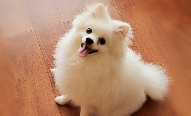 博美吃什么牌子狗粮好