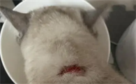 猫起猫藓打针会好得快吗