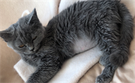 猫得猫传腹是什么原因