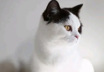 猫肚子一抽一抽的怎么回事
