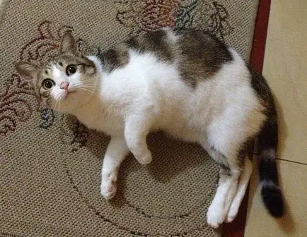 猫是色盲吗