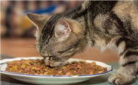 猫粮用泡水吗