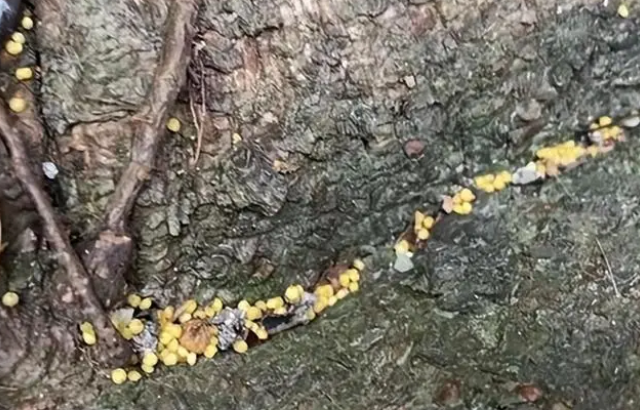 蓄意杀狗？成都多地连发毒狗事件，网友卧底“恨狗群”发现端倪