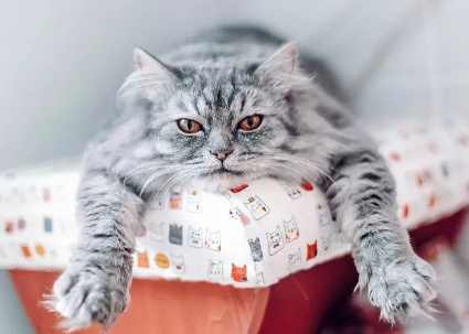 猫吃了巧克力多久才能确定没事啊