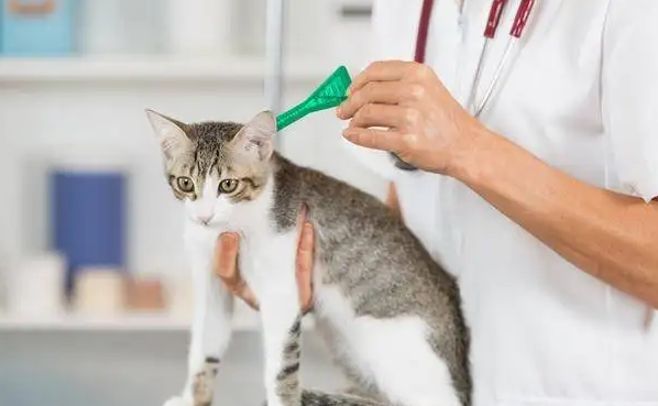 猫一般多久驱虫一次比较好