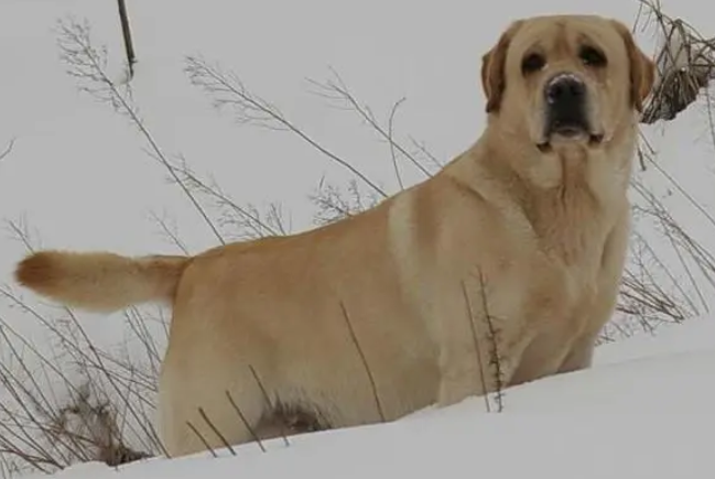 拉布拉多犬的喂养方法 拉布拉多犬的喂养方法