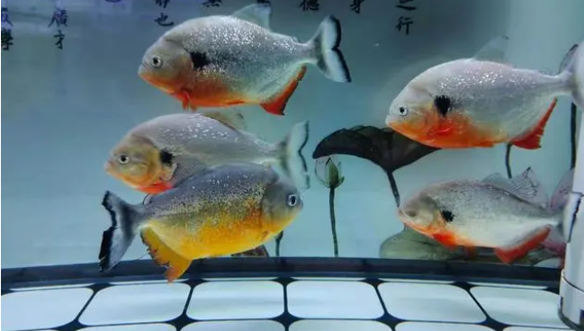 鱼白点病用什么药 鱼白点病用什么药