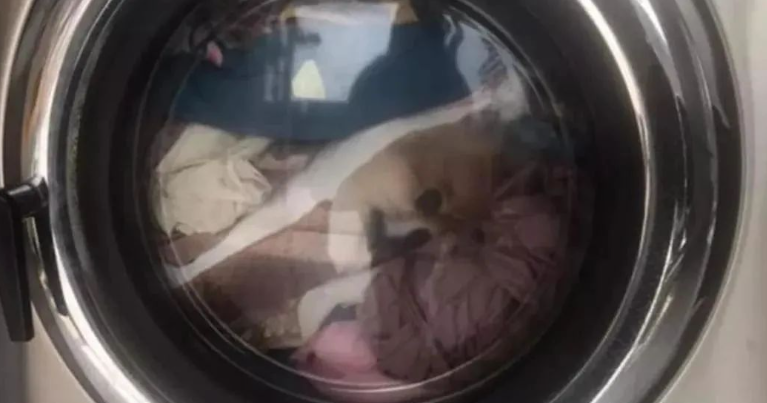 博美遭人丢入洗衣机内翻搅？原来是一场乌龙