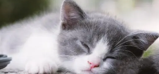 星期猫为什么活不过7天呢 星期猫为什么活不过7天呢