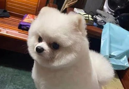 迟到两小时才来接,博美一路臭脸气到家 迟到两小时才来接,博美一路臭脸气到家