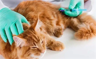 猫咪软便的时候可以打疫苗吗