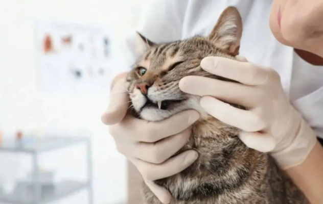 小猫口臭怎么办?该如何护理好? 小猫口臭怎么办?该如何护理好?