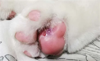 猫咪脚上长了个凸起的小肉球怎么办