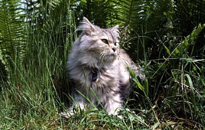 猫多大可以驱虫