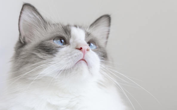 科普文:仙女猫和布偶猫区别是什么? 科普文:仙女猫和布偶猫区别是什么?