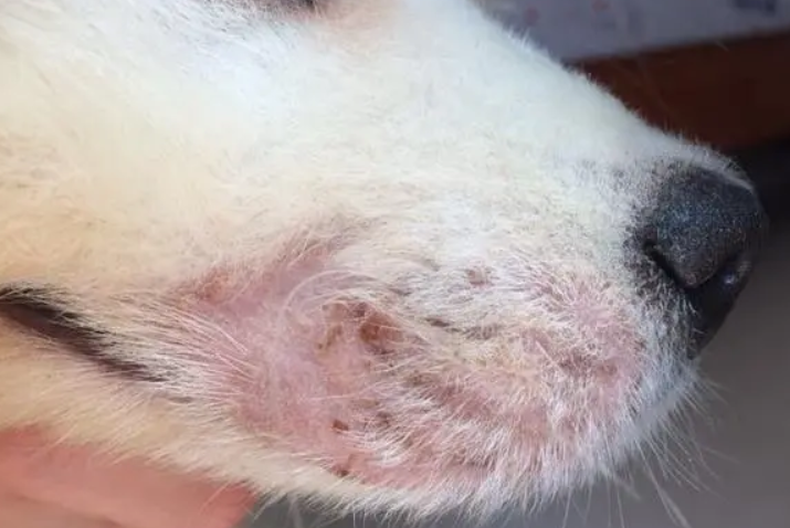 狗生螨虫的是什么症状