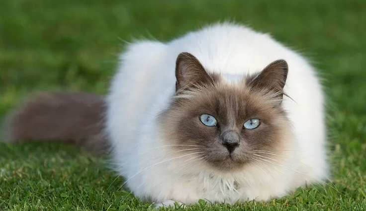 猫猫生完宝宝需要注意什么事项