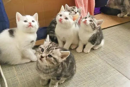 猫咪生产过程中主人需要如何帮忙 猫咪生产过程中主人需要如何帮忙