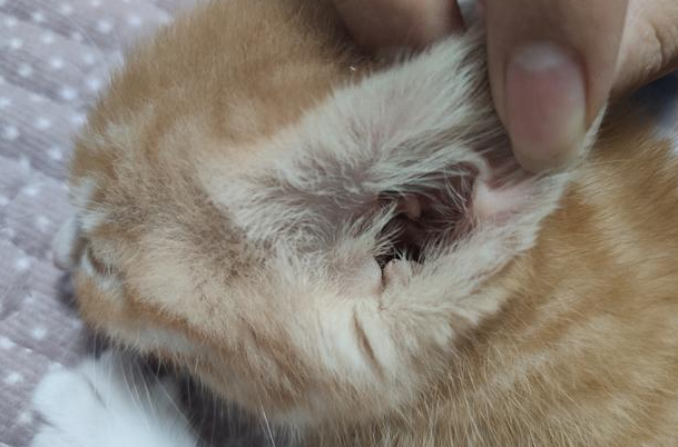 猫咪得了耳螨怎么办用什么药