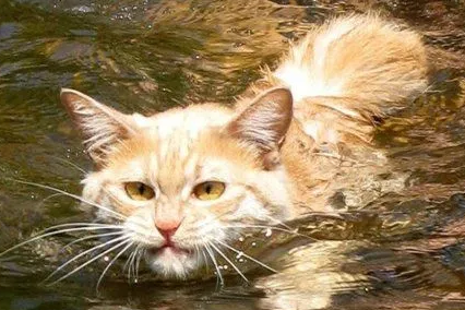 猫咪会游泳吗 猫咪会游泳吗
