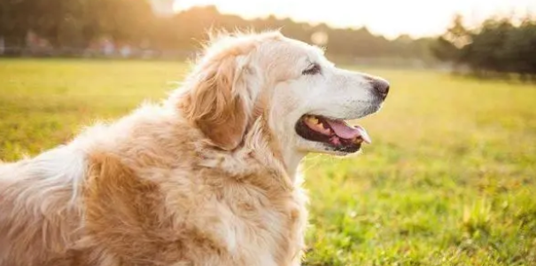 金毛犬禁忌吃什么？铲屎官来了解一下