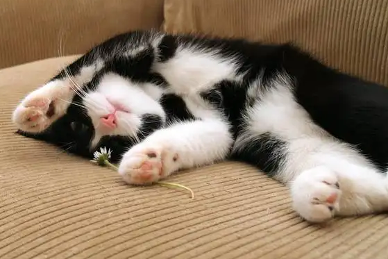 猫没精神总睡觉