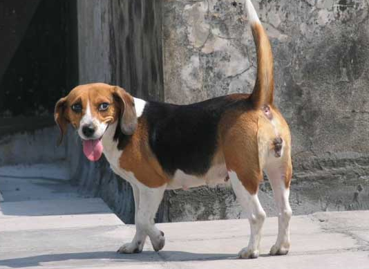 米格鲁猎兔犬会咬人吗?一文告诉你 米格鲁猎兔犬会咬人吗?一文告诉你