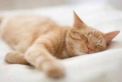 猫一般几个月下崽 猫一般几个月下崽