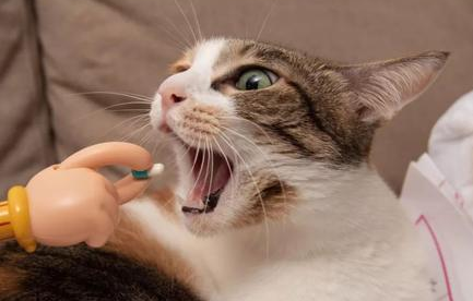 猫咪多久做一次体内驱虫 猫咪多久做一次体内驱虫