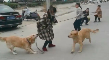 网友在和孩子们拔河时,两只金毛跑来帮忙 网友在和孩子们拔河时,两只金毛跑来帮忙