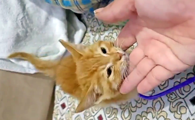 网购的宠物猫,被关箱子里断水断粮好几天,即将去喵星前她出现了 网购的宠物猫,被关箱子里断水断粮好几天,即将去喵星前她出现了