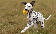 大麦町犬是中型犬吗？饲养须知~