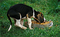 犬瘟狗狗一直哼哼的叫怎么办