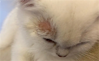猫咪的猫癣怎么治最有效