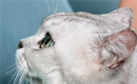 猫咪耳螨怎么清理干净