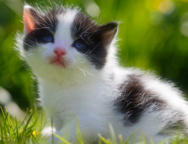 小猫钻进汽车底盘里不出来怎么办？看这里！