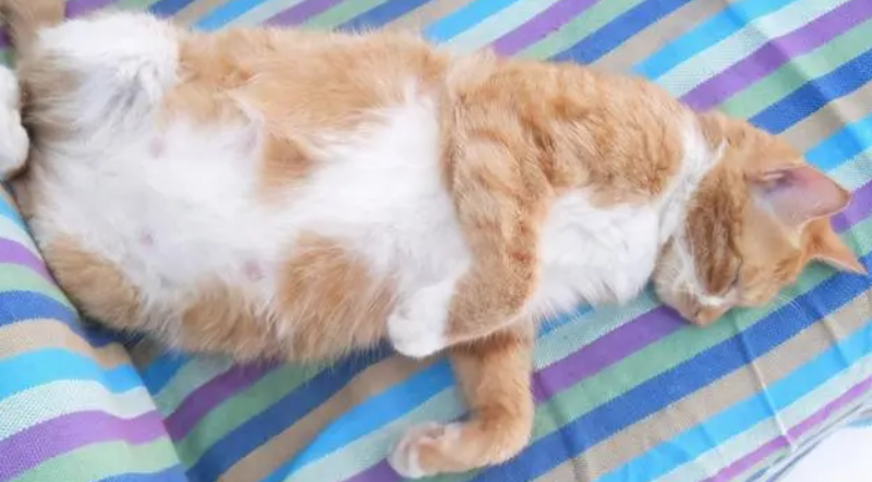 猫的孕期有多长时间