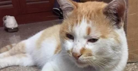 捡到怀孕流浪猫去做产检,医生说的一句话,网友抱着猫咪就跑了 捡到怀孕流浪猫去做产检,医生说的一句话,网友抱着猫咪就跑了