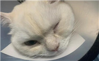 猫眼睛红肿流眼泪是怎么回事儿