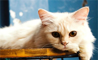 猫咪脱毛很严重怎么回事