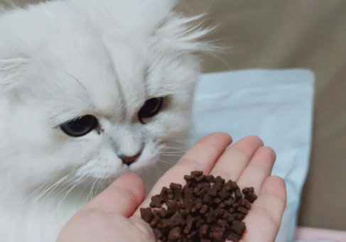 猫咪三天不吃不喝怎么办啊