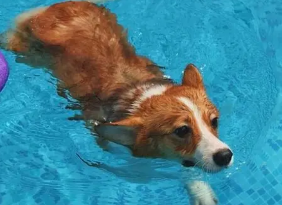 狗天生会游泳吗1