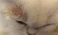 猫身上皮屑多是什么原因引起的