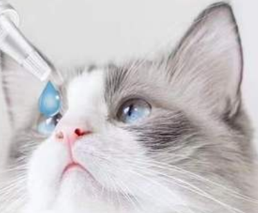 马克西金治疗猫鼻支管用吗