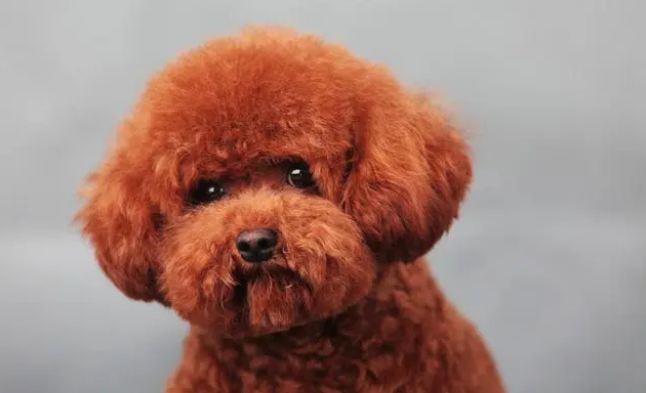 贵宾犬不吃狗粮怎么办 贵宾犬不吃狗粮怎么办