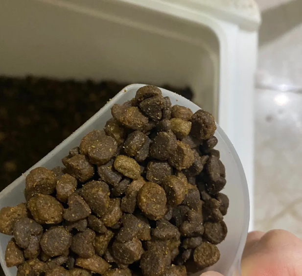 便宜的猫粮可以吃吗