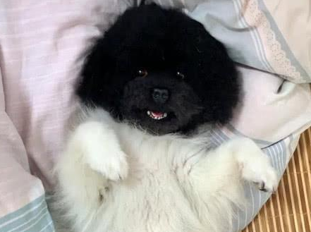 男子见到朋友家养的狗，当场看傻了眼
