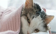 猫低血糖在家怎么处理好