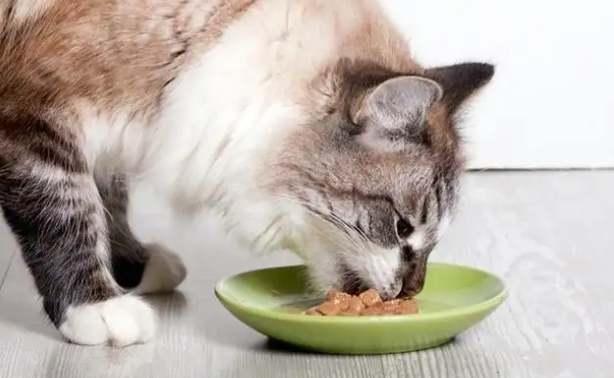 猫咪不吃饭还吐了怎么回事