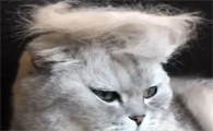 猫咪脱发严重怎么办啊